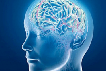 Brain-New-01
