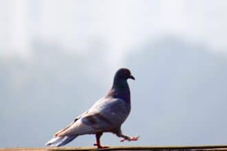 Pombo