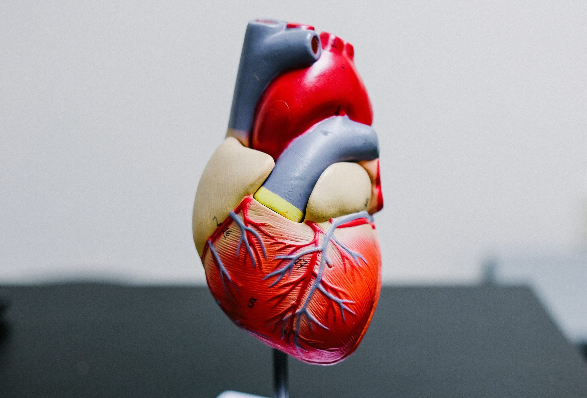 FMUP researcher receives a grant of 100 thousand euros to develop an artificial intelligence project applied to heart diseases FMUP researcher receives a grant of 100 thousand euros to develop an artificial intelligence project applied to heart diseases