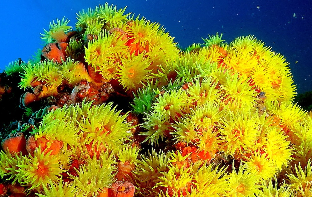 ©Maraguary | Wikimedia Commons - Coral Sol