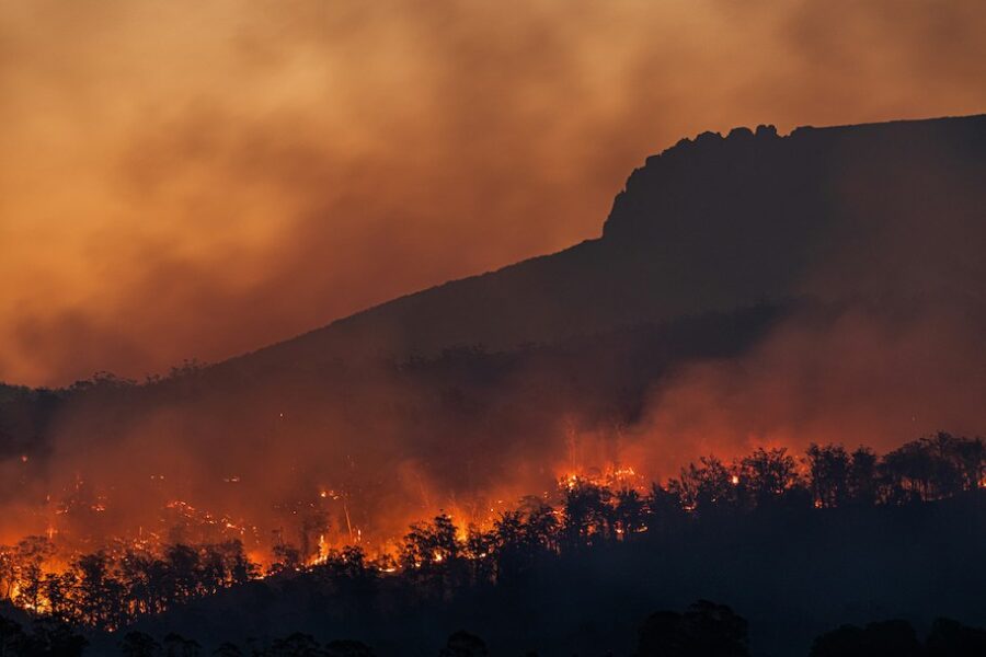 ©Matt Palmer | Floresta Fogos