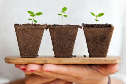 Plantas