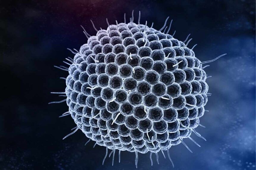 Varicella-Zoster_nfid