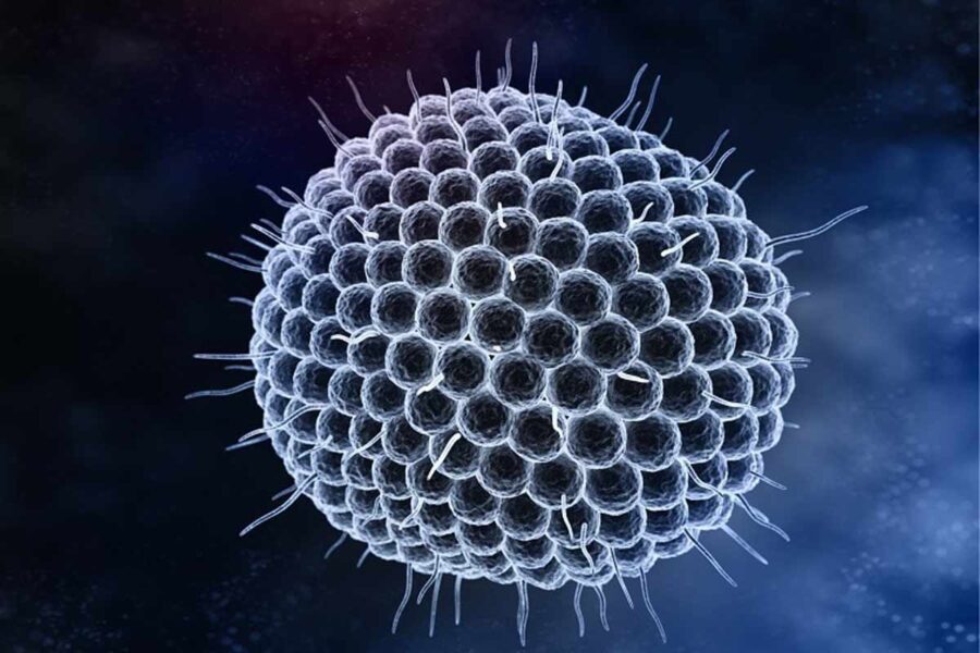 Varicella-Zoster_nfid