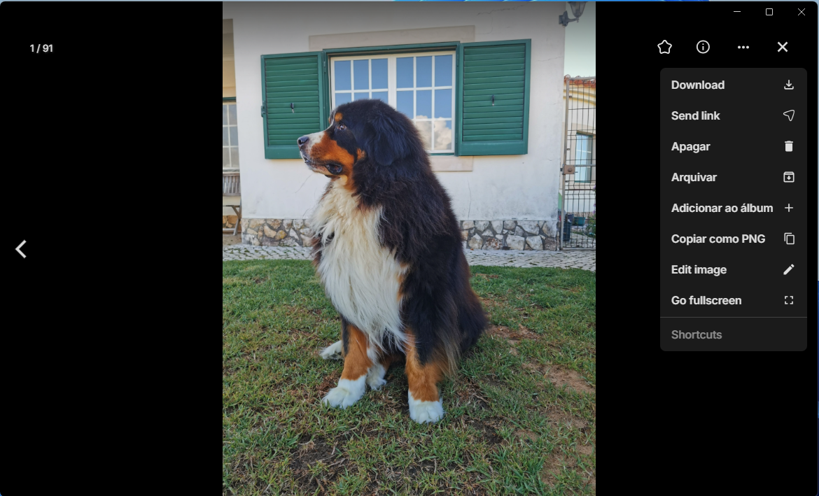 Bernese mountain dog sitting on a grassy yard in front of a white house with green window shutters.